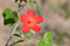 Hibiscus martianus
