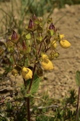Calceolaria corymbosa