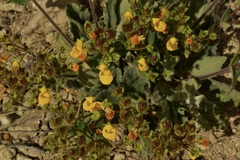 Calceolaria corymbosa