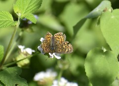 Phyciodes graphica
