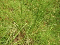 Carex appressa