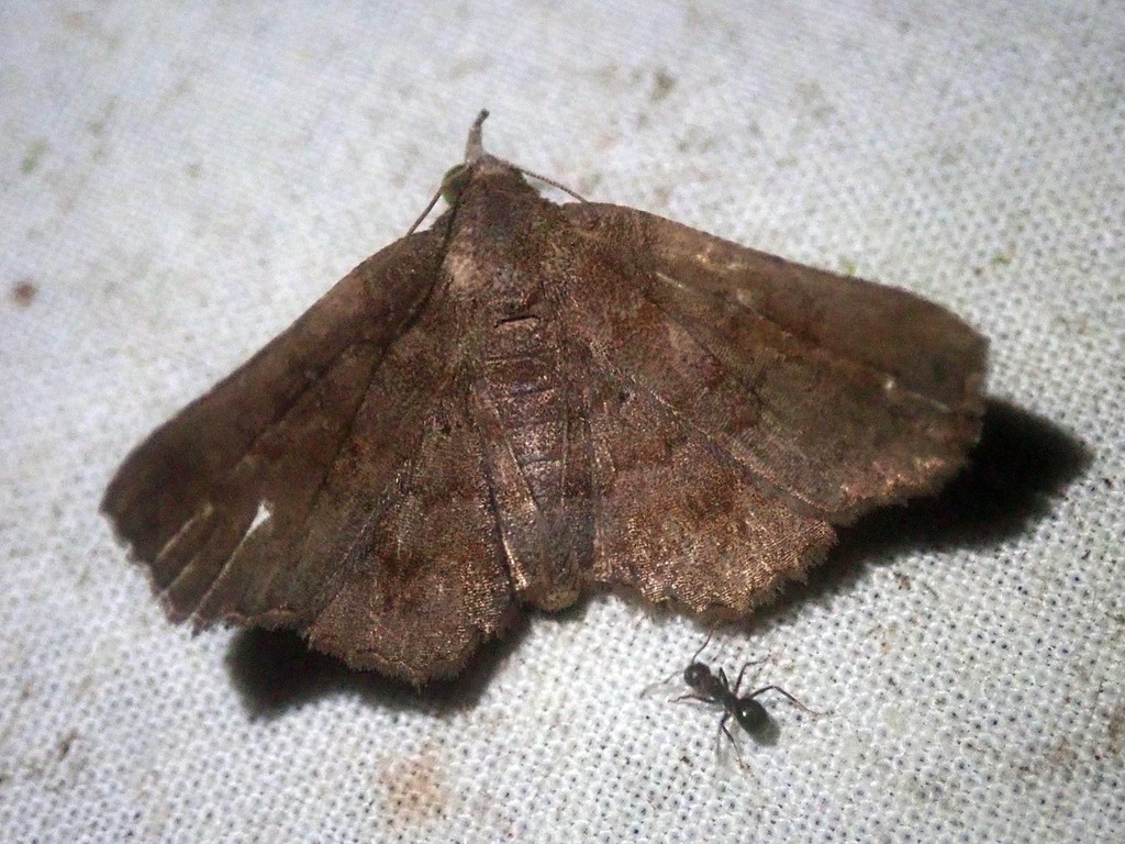 Pangrapta viridigrisea