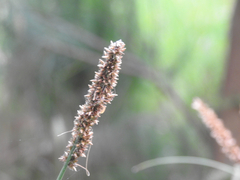 Carex appressa