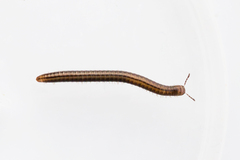 Brachyiulus