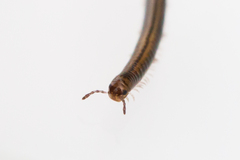Brachyiulus