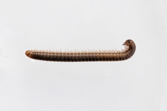 Brachyiulus