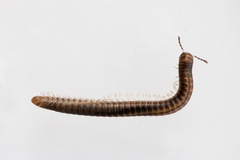 Brachyiulus