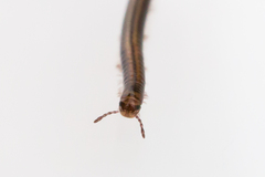 Brachyiulus