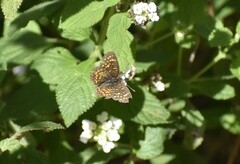 Phyciodes graphica