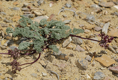 Cymopterus aboriginum