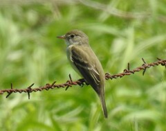 Empidonax traillii