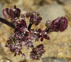Cymopterus aboriginum