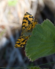Pseudopanthera macularia