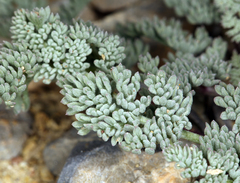 Cymopterus aboriginum
