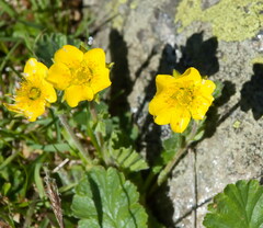Geum montanum