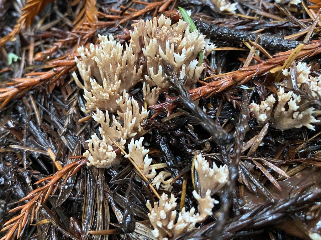 Phaeoclavulina myceliosa from CA-9, Saratoga, CA, US on January 4, 2023 ...