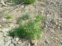 Volutaria canariensis