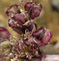 Cymopterus aboriginum