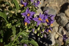 Solanum crispum
