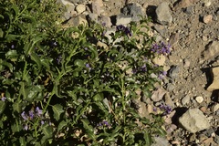Solanum crispum