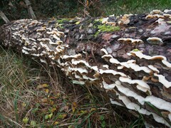 Merulius tremellosus