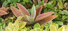 Kalanchoe gastonis-bonnieri