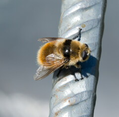 Cephenemyia