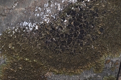 Xanthoparmelia pulla