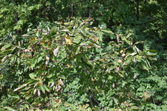 Diospyros virginiana