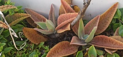 Kalanchoe gastonis-bonnieri