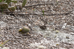 Hydropsalis torquata