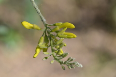 Sophora tomentosa
