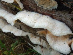 Merulius tremellosus