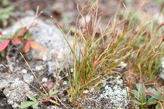 Oreojuncus trifidus