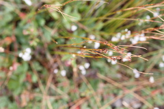 Oreojuncus trifidus
