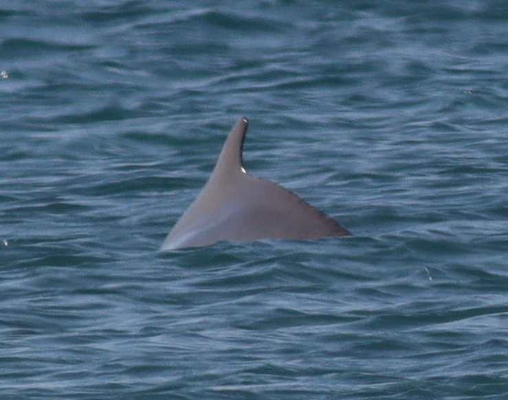 Humpback dolphin dorsal fin rising from the sea
