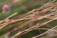Oreojuncus trifidus