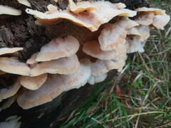 Merulius tremellosus