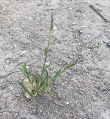 Poa annua