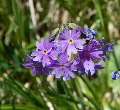 Primula halleri