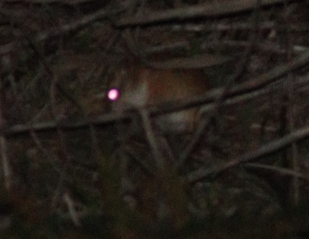Anderson's Gerbil