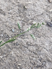 Poa annua