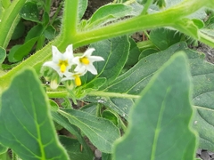 Solanum nitidibaccatum