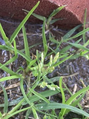 Poa annua