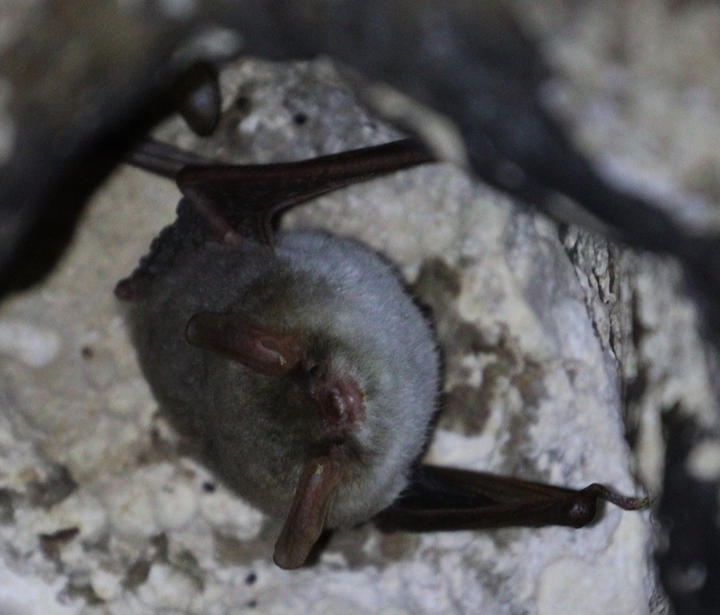 Hovel's Myotis