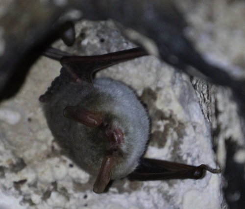Hovel's Myotis