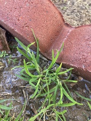 Poa annua