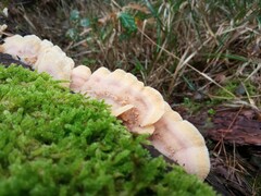 Merulius tremellosus