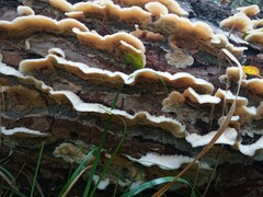 Merulius tremellosus