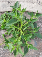 Solanum nitidibaccatum